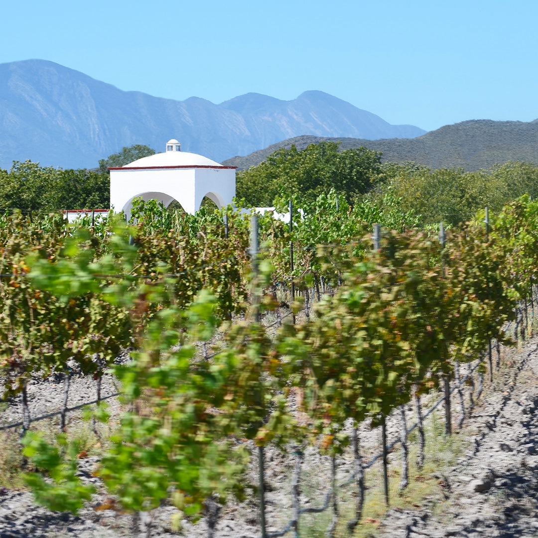 El viñedo