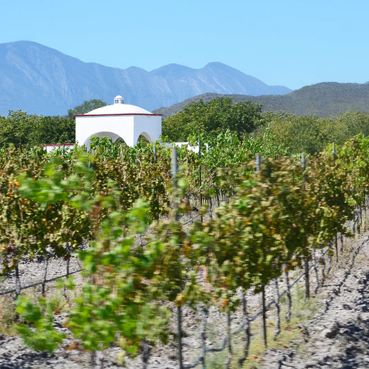 El viñedo