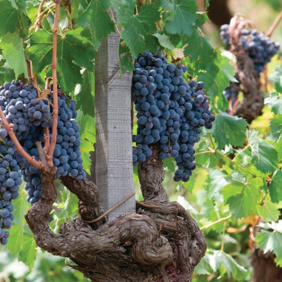 ¿Conoces las principales variedades de uvas?