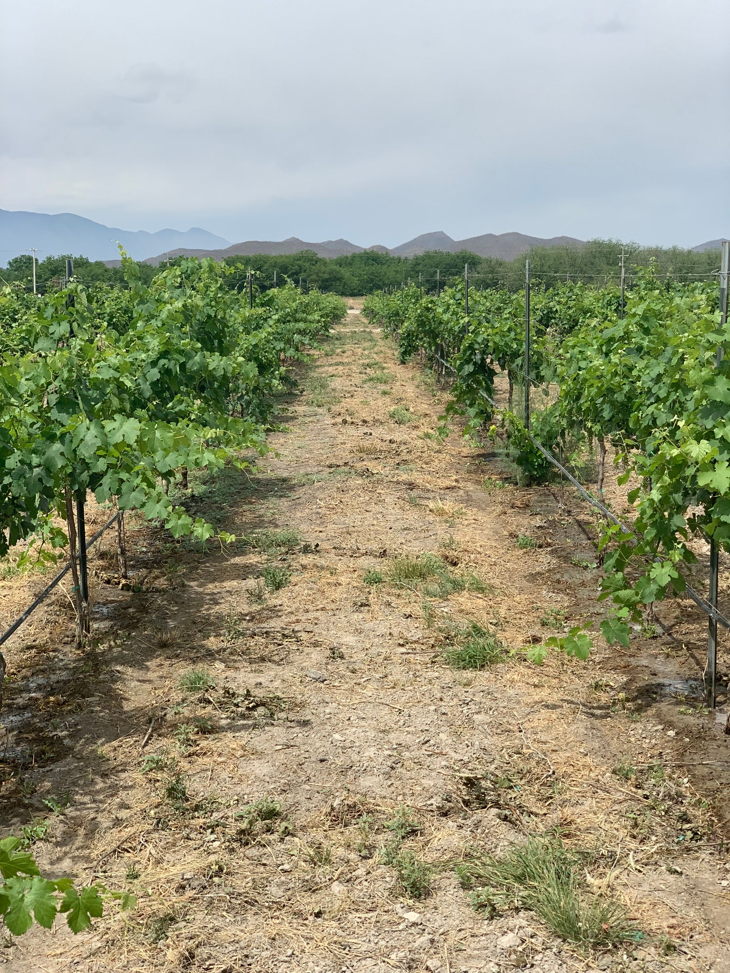 viñedo don Remigio, parras de la fuente, coahuila.